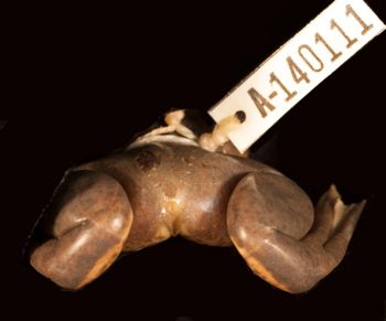 Media type: image;   Herpetology A-140111
